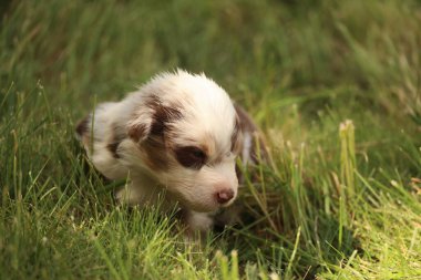 Küçük bir köpek çimlerin üzerinde yatıyor. Köpek kahverengi ve beyazdır. Çimler yemyeşil ve yemyeşil