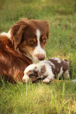 Anne bir köpek yavrusunun yanına uzanıyor. Yavru köpek küçük, kahverengi ve beyaz.