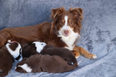 Bir anne köpek yavrularıyla birlikte bir kanepede uzanıyor. Yavrular kahverengi ve beyaz.