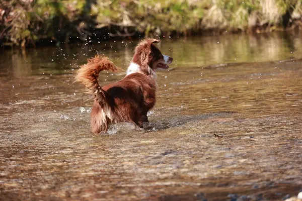 Kahverengi ve beyaz bir köpek bir nehirde su sıçrıyor. Köpek suyun tadını çıkarıyor ve eğleniyor.