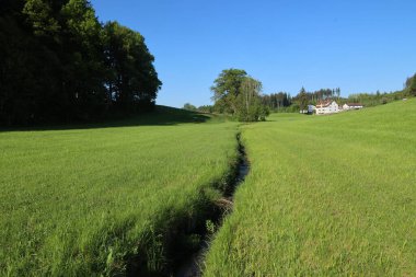 İçinden küçük bir akarsu akan çimenlik bir alan. Gökyüzü açık ve mavi ve arka planda ağaçlar var. Sahne huzurlu ve sakin, suyla birlikte.. .