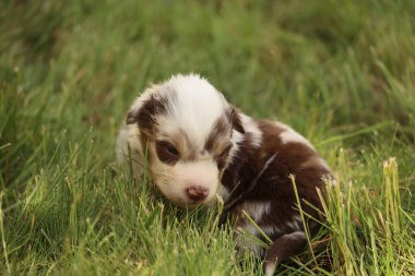 Küçük kahverengi ve beyaz bir köpek çimlerin üzerinde uzanıyor. Köpek kameraya bakıyor.