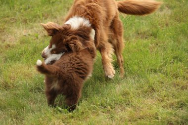 Çimenli bir alanda oynayan iki köpek. Biri kahverengi ve beyaz, diğeri kahverengi.
