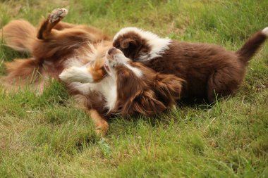 Çimenli bir alanda oynayan iki köpek. Biri büyük kahverengi bir köpek ve diğeri küçük kahverengi ve beyaz bir köpek.