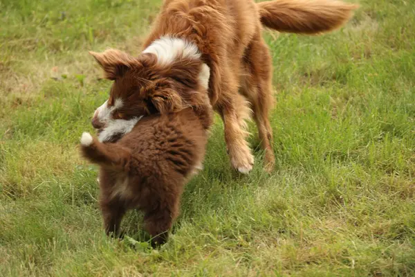 Çimenli bir alanda oynayan iki köpek. Biri kahverengi ve beyaz, diğeri kahverengi.