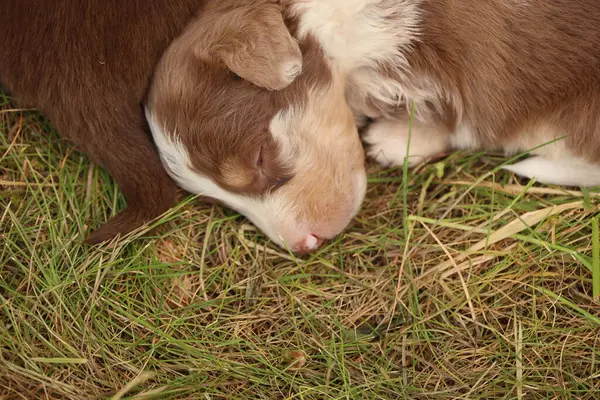 Bir köpek yavrusu çimlerin üzerinde uyuyor. Yavru köpek kahverengi ve beyaz