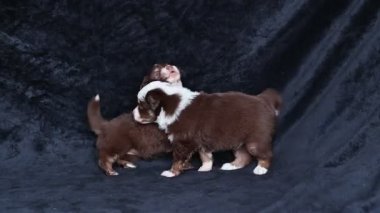 Siyah arka planda iki köpek yavrusu oynuyor. Biri kahverengi ve beyaz, diğeri de kahverengi ve beyazdır.