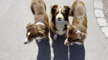 Üç köpek kaldırımda duruyor, kameraya bakıyor. Köpekler kahverengi ve beyaz ve ilgiden zevk alıyor gibi görünüyorlar. Sahne aydınlık ve neşeli.