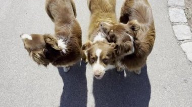 Üç köpek kaldırımda duruyor, kameraya bakıyor. Köpekler kahverengi ve beyaz, ve dikkat çekmekten zevk alıyor gibi görünüyorlar.