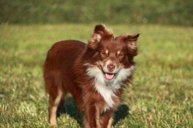 Kahverengi ve beyaz bir köpek otlak bir alanda duruyor. Köpek gülümsüyor ve mutlu.
