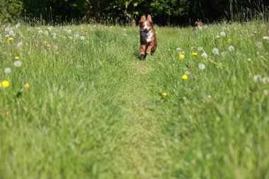 Kahverengi ve beyaz bir köpek sarı çiçek tarlasında koşar. Köpek çimlerin arasında bir yolda koşuyor.
