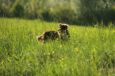 Kahverengi bir köpek sarı çiçek tarlasında koşuyor. Köpek ön planda, çiçekler de arka planda.