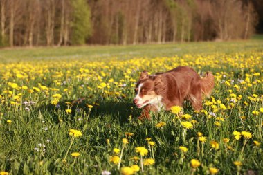 Kahverengi bir köpek sarı çiçek tarlasında koşuyor. Köpek tarlanın ortasında ve koşunun tadını çıkartıyor. Alan yemyeşil ve yemyeşil.
