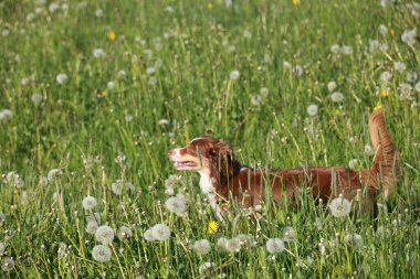 Kahverengi ve beyaz bir köpek sarı çiçek tarlasında koşuyor. Köpek tarlanın her tarafına dağılmış büyük miktarda karahindiba ile çevrilidir. Huzurlu ve huzurlu bir sahne.