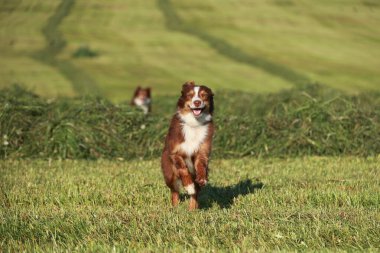 Bir tarlada kahverengi ve beyaz bir köpek koşuyor. Köpek mutlu ve dışarıda eğleniyor.