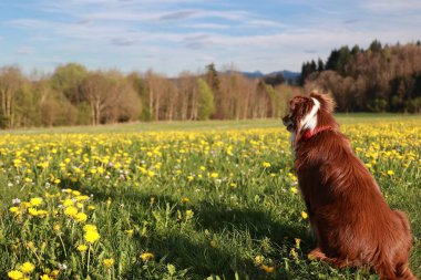 Sarı çiçeklerle dolu bir tarlada bir köpek oturuyor. Köpek kırmızı bir yaka takıyor. Tarla sarı çiçeklerle dolu ve gökyüzü mavi.