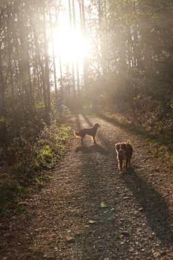 İki köpek ormanda toprak bir yolda yürüyor. Güneş ışıl ışıl parlıyor, yere gölgeler düşüyor. Köpekler yürüyüşlerinden ve güzel çevresinden zevk alıyor gibi görünüyorlar.
