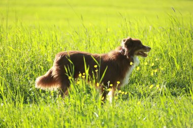 Kahverengi ve beyaz bir köpek uzun otların arasında duruyor. Köpek sağa bakıyor ve açık havanın tadını çıkarıyor.