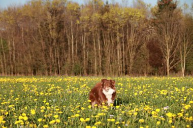 Kahverengi ve beyaz bir köpek sarı çiçeklerle dolu bir tarlada duruyor. Köpek güneşli günün ve güzel manzaranın tadını çıkarıyor gibi görünüyor.