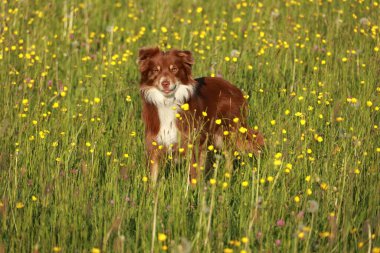 Kahverengi ve beyaz bir köpek sarı çiçeklerle dolu bir tarlada duruyor. Köpek güneşli günün ve güzel manzaranın tadını çıkarıyor gibi görünüyor.