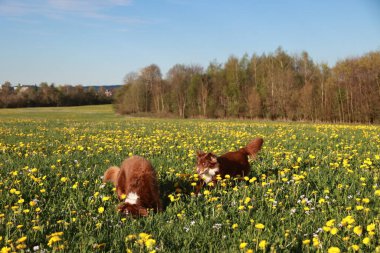 Sarı çiçek tarlasında iki köpek oynuyor. Manzara neşeli ve eğlenceli.