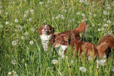 İki köpek karahindiba tarlasında oynuyorlar. Köpeklerden biri yüzünü yalıyor.