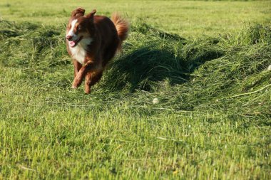 Kahverengi ve beyaz bir köpek bir çimen tarlasında koşuyor. Köpek mutlu ve enerjik, açık alanda koşma özgürlüğünün tadını çıkarıyor. Çimler yemyeşil.