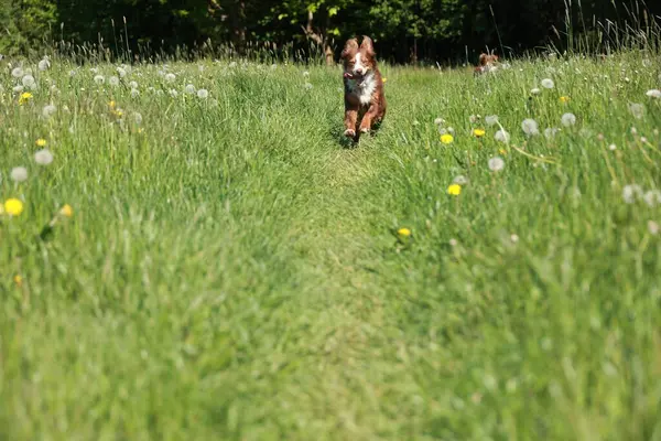 Kahverengi ve beyaz bir köpek sarı çiçek tarlasında koşar. Köpek çimlerin arasında bir yolda koşuyor.