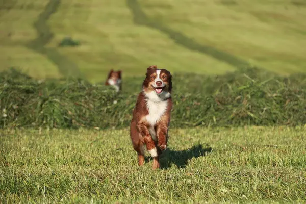 Bir tarlada kahverengi ve beyaz bir köpek koşuyor. Köpek mutlu ve dışarıda eğleniyor.