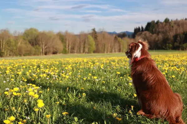Sarı çiçeklerle dolu bir tarlada bir köpek oturuyor. Köpek kırmızı bir yaka takıyor. Tarla sarı çiçeklerle dolu ve gökyüzü mavi.