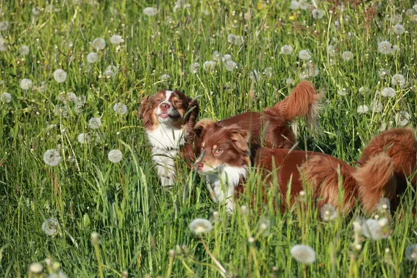 İki köpek karahindiba tarlasında oynuyorlar. Köpeklerden biri yüzünü yalıyor.
