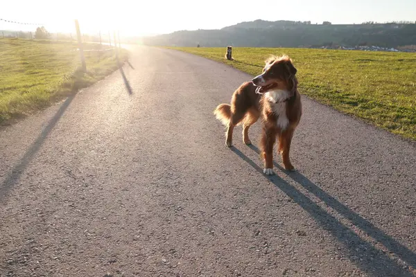 Çitin önündeki bir yolda kahverengi bir köpek duruyor. Köpek sağa bakıyor.