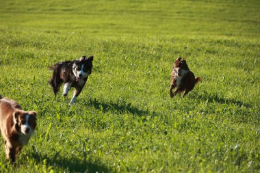Otlak bir alanda üç köpek koşuyor. Köpekler kahverengi ve beyazdır. Alan yeşil ve yemyeşil.. .