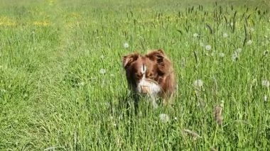 Kahverengi ve beyaz bir köpek uzun otların arasında oturuyor. Köpek kameraya bakıyor ve tarla sarı çiçeklerle dolu. Huzurlu ve huzurlu bir sahne.