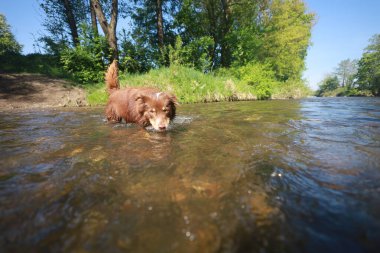 Kahverengi köpek nehirde yüzüyor. Köpek ıslandı ve suyun tadını çıkarıyor.