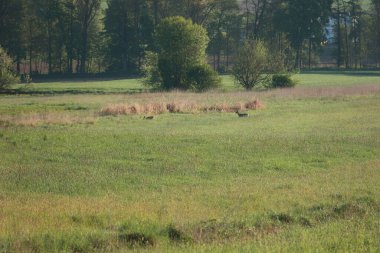 Geniş, birkaç ağacın etrafa saçıldığı açık bir alan. Tarlanın ortasında, çimlerin üzerinde otlayan iki geyik var. Sahne sakin ve sakin.