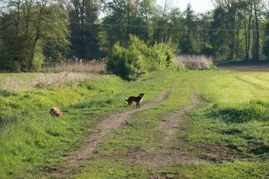 Köpek çimenli bir arazide toprak bir yolda yürüyor. Köpek kahverengidir ve yeri koklar. Görünürde başka hayvan yok.