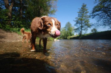 Kahverengi ve beyaz köpek nehirde dudaklarını yalıyor. Köpek suyun içinde duruyor, ve nehir sakindir. Sahne huzurlu ve rahatlatıcı, ve köpek eğleniyor gibi görünüyor.