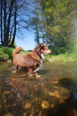 Kahverengi köpek bir su akıntısında duruyor. Köpek ıslandı ve suyun tadını çıkarıyor. Sahne huzurlu ve sakin, resmin odak noktası köpek.