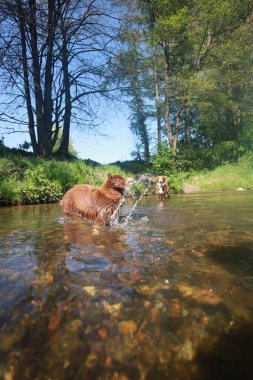 İki köpek bir nehirde oynuyor, biri diğerinin üzerine su sıçratıyor. Sahne canlı ve eğlenceli, köpeklerin suda eğlendiği bir yer.