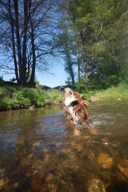 Köpek nehirde oynuyor, su sıçratıyor ve eğleniyor. Sahne huzurlu ve rahatlatıcı, köpek suyun ve çevrenin tadını çıkarıyor.