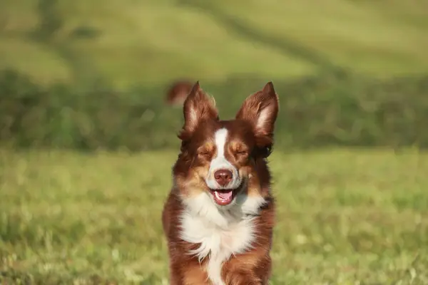 Kahverengi ve beyaz bir köpek çimen tarlasında duruyor, yüzünde bir gülümsemeyle kameraya bakıyor.