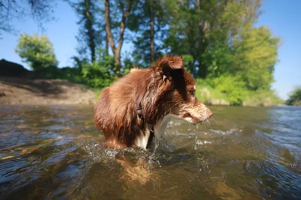 Kahverengi köpek suda, etrafa sıçrıyor ve eğleniyor. Su sakin ve berrak, ve köpek ağaçlarla çevrili. Sahne huzurlu ve rahatlatıcı.