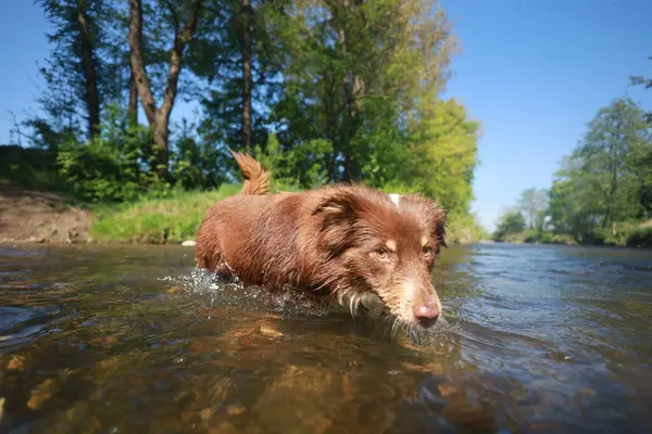 Kahverengi köpek nehirde yüzüyor. Köpek ıslak ve kahverengi bir ceketi var. Su sakin ve berrak.