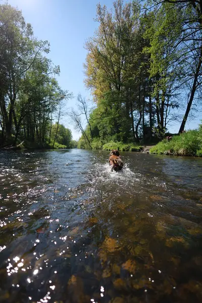 Köpek bir nehirde yüzüyor. Su berrak ve sakin. Köpek sıcak bir günde serin suyun tadını çıkarıyor.