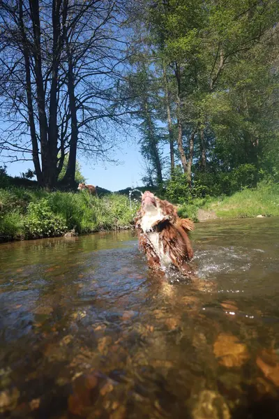 Köpek nehirde oynuyor, su sıçratıyor ve eğleniyor. Sahne huzurlu ve rahatlatıcı, köpek suyun ve çevrenin tadını çıkarıyor.