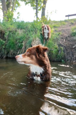 İki köpek bir nehirde yüzüyor. Köpeklerden biri kahverengi ve beyaz. Diğer köpek kahverengi.