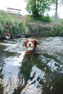 Köpek başka bir köpekle nehirde oynuyor. Su berrak ve sakin. Köpekler eğleniyor ve etrafa sıçrıyor.
