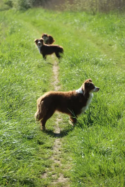 Çimenli bir arazide üç köpek duruyor. Köpeklerden biri kahverengi ve beyaz, diğer ikisi de kahverengi.