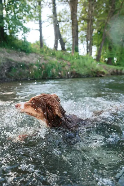 Köpek nehre sıçrıyor. Su berrak ve sakin. Köpek sıcak bir günde serin suyun tadını çıkarıyor.